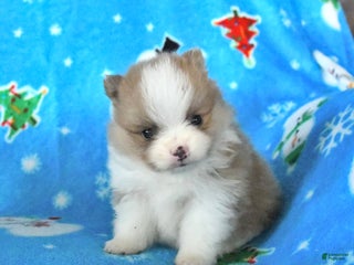 Pomeranian dogs Teddy - Ad 1