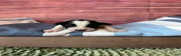 Maltipoo dogs for sale: rowan - Ad 1