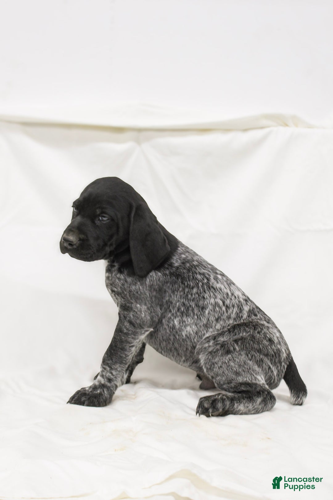 German Shorthaired Pointer dogs for sale: Romeo - Ad 3