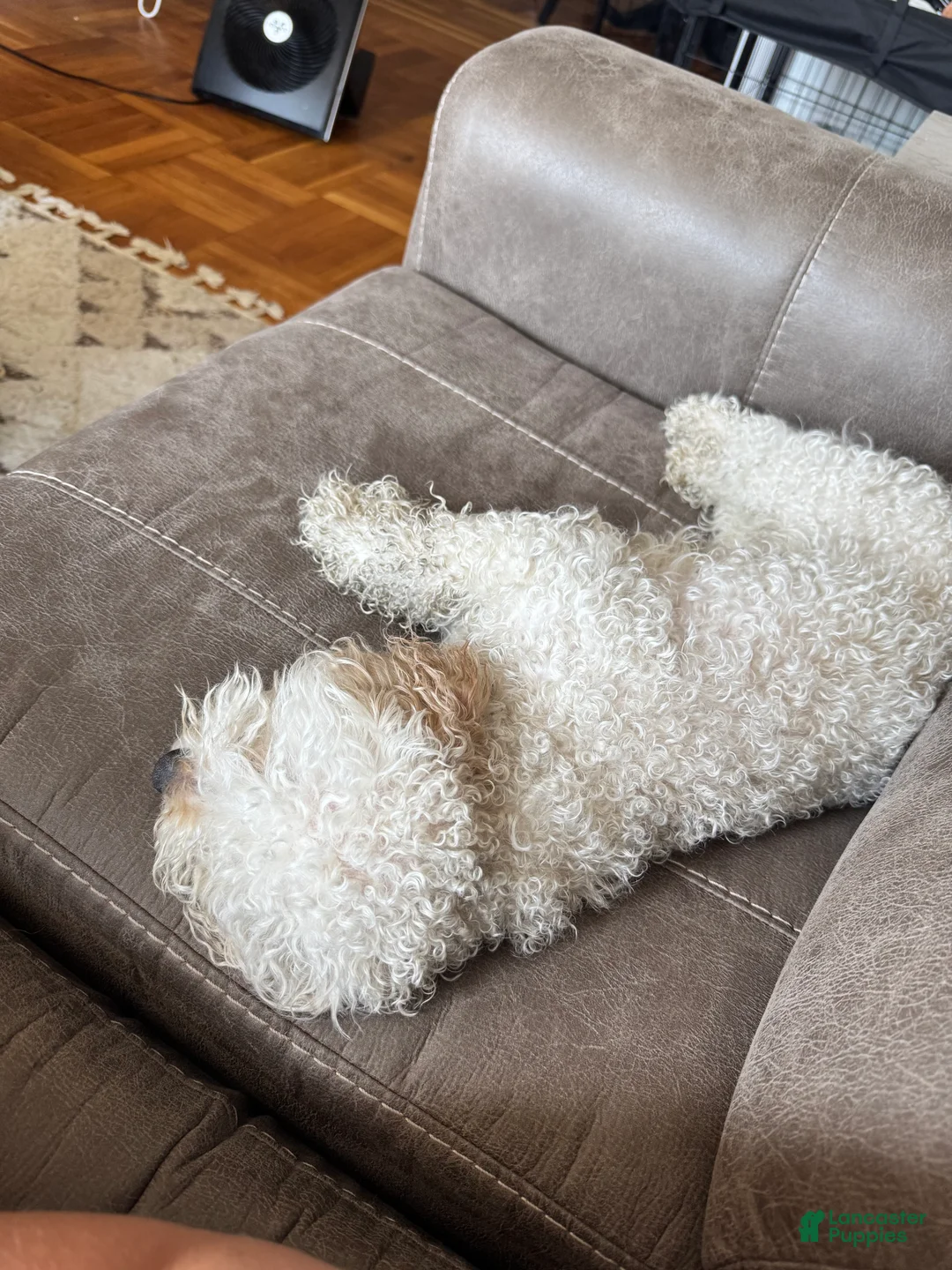 Mixed Breed dogs for sale: Mixed Breed Puppy 1 - Ad 2