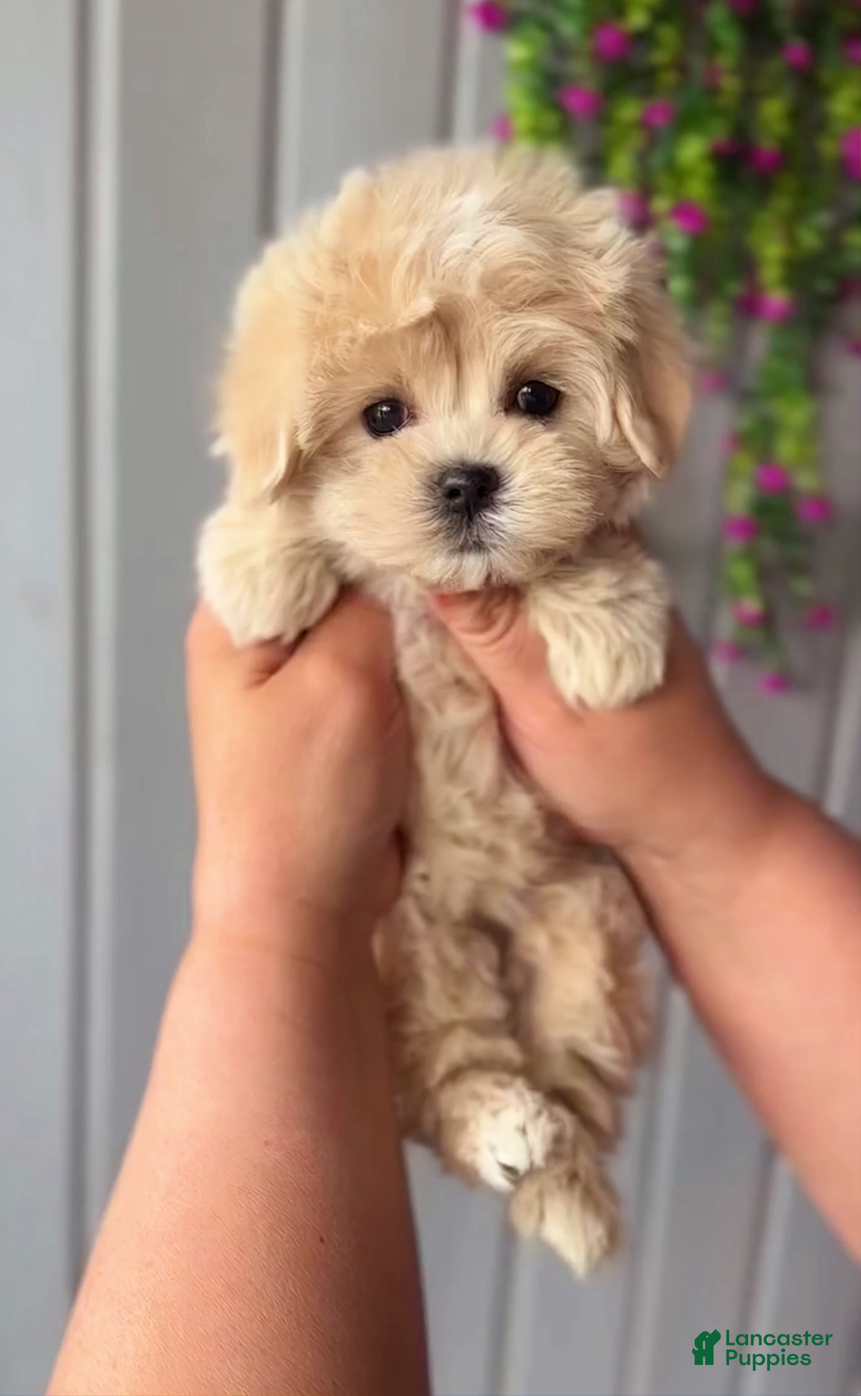 Maltipoo dogs Martin - Ad 3