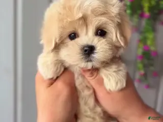 Maltipoo dogs Martin - Ad 3