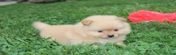 Pomeranian dogs for sale: Finn - Ad 7