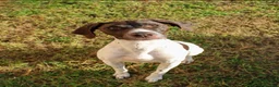 German Shorthaired Pointer dogs for sale: Piper - Ad 3