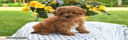 Mini Goldendoodle dogs for sale: Skye - Ad 5