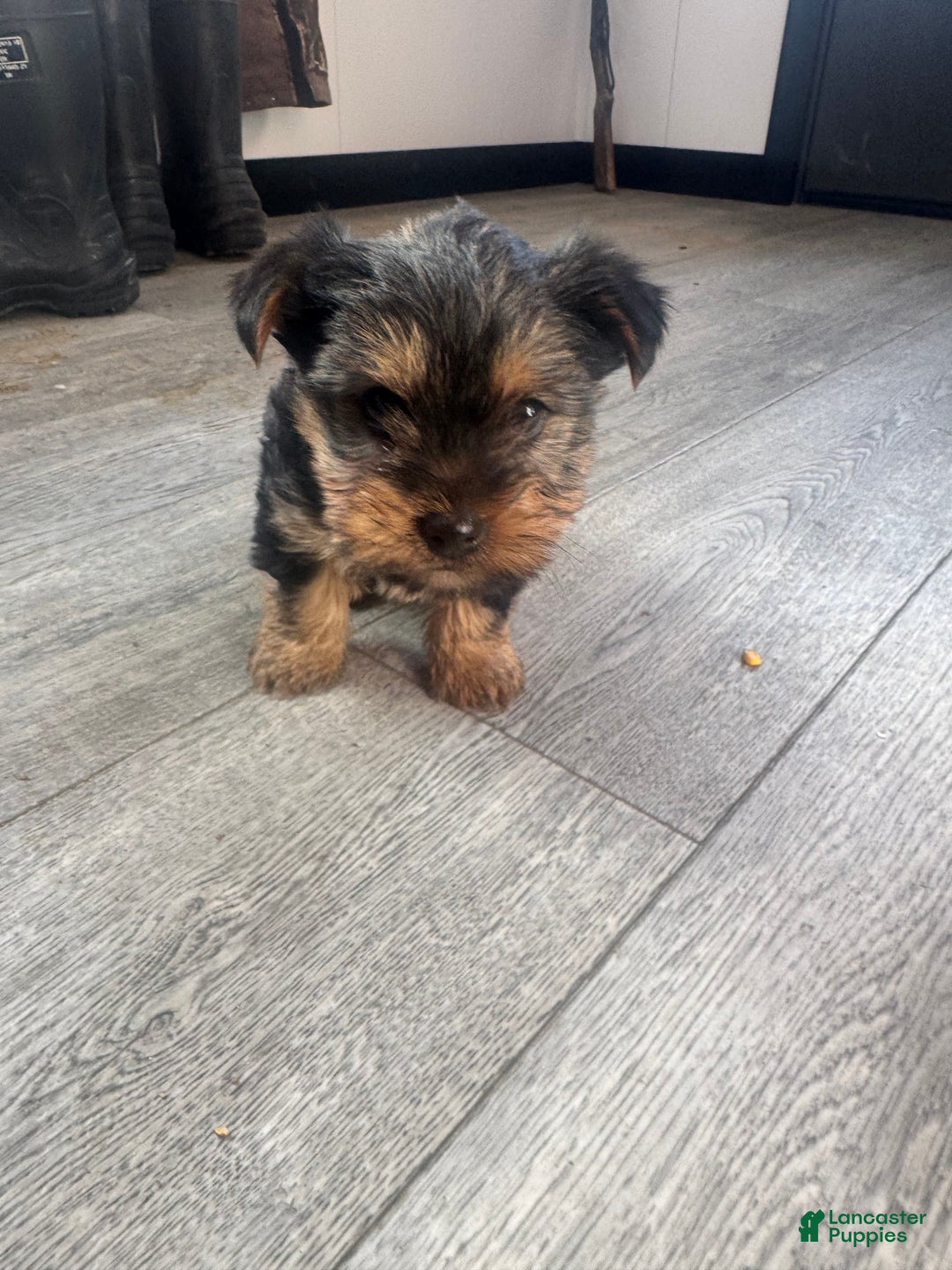 Yorkshire Terrier dogs for sale: Chance - Ad 5
