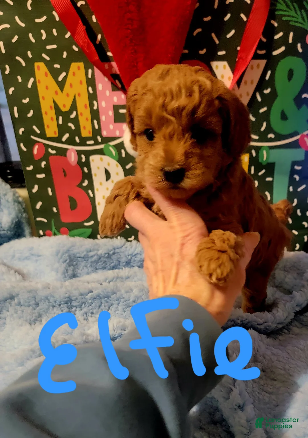 Toy Poodle dogs for sale: Jake - Ad 6
