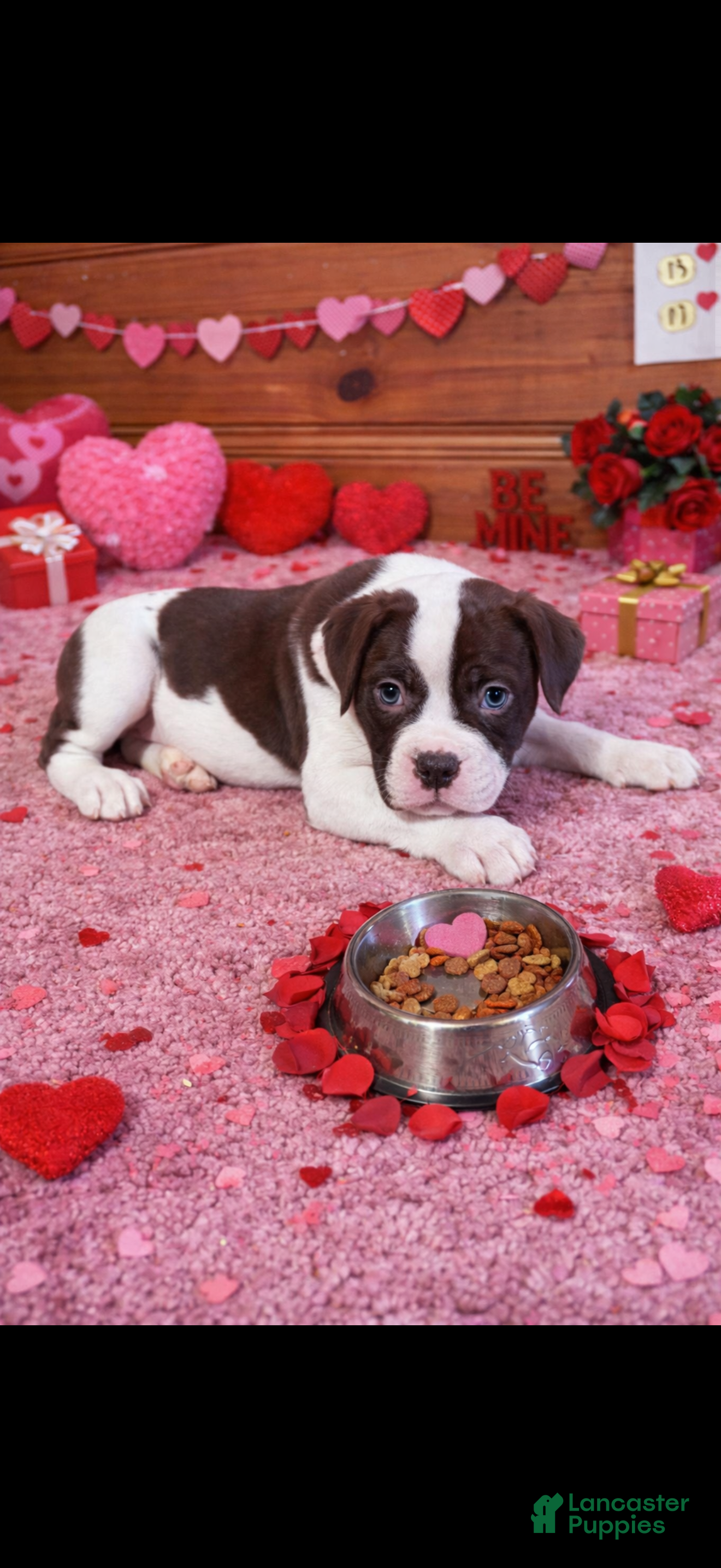 American Bulldog dogs Max - Ad 8