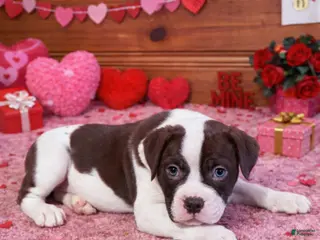 American Bulldog dogs Max - Ad 8