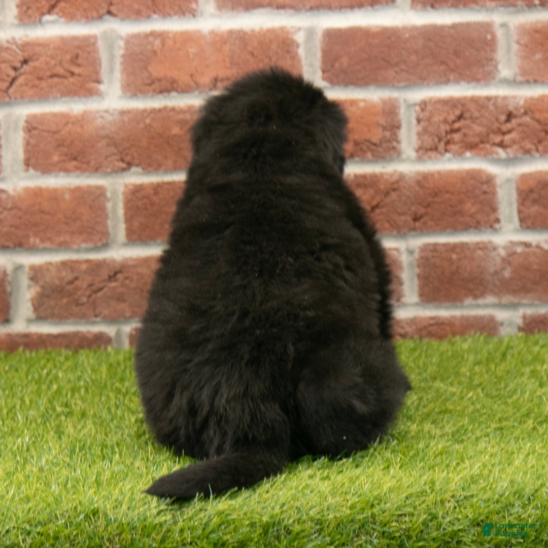 Newfoundland dogs for sale: Dash - Ad 5