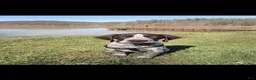 German Shorthaired Pointer dogs for sale: German Shorthaired Pointer 1 - Ad 1