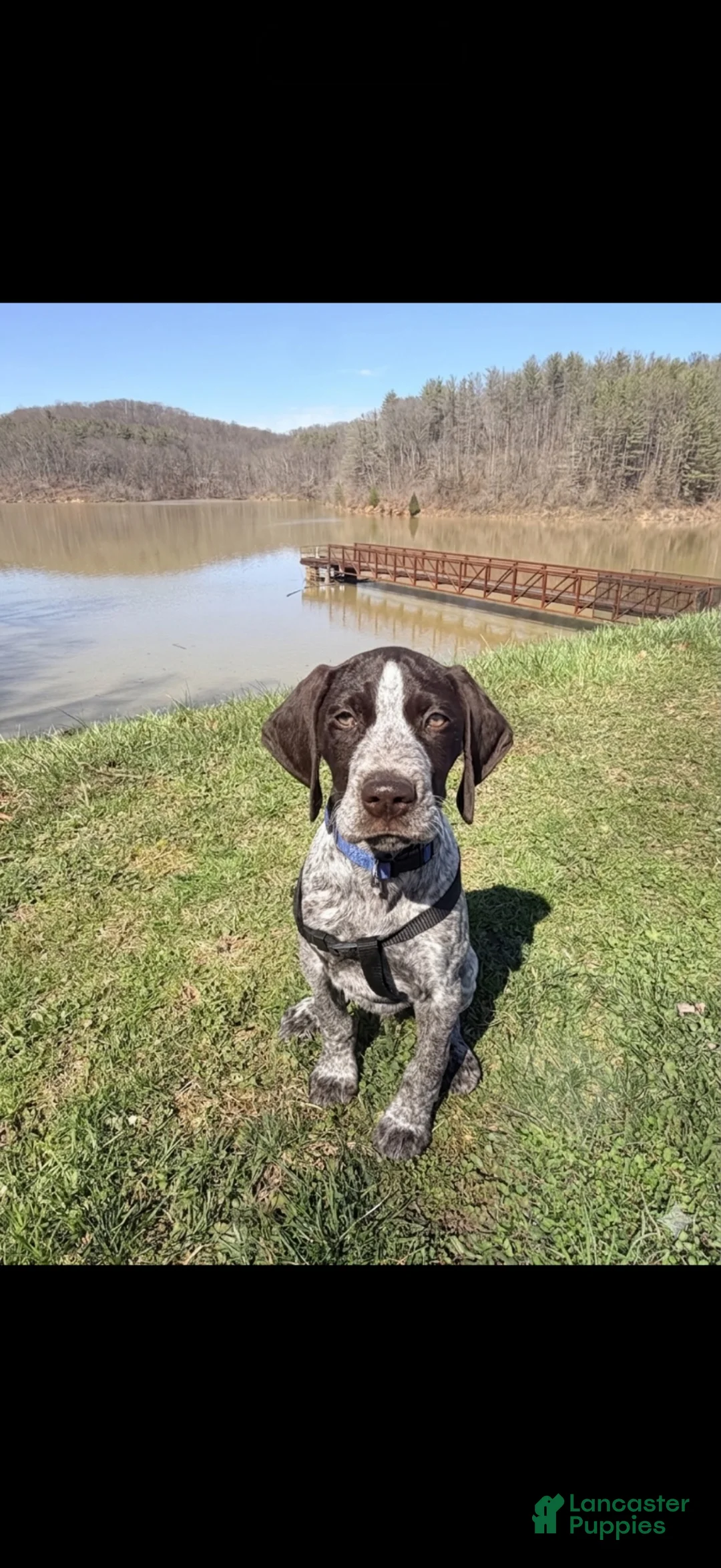 German Shorthaired Pointer dogs for sale: German Shorthaired Pointer 1 - Ad 1
