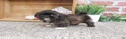 Shih Tzu dogs for sale: Harriet - Ad 3