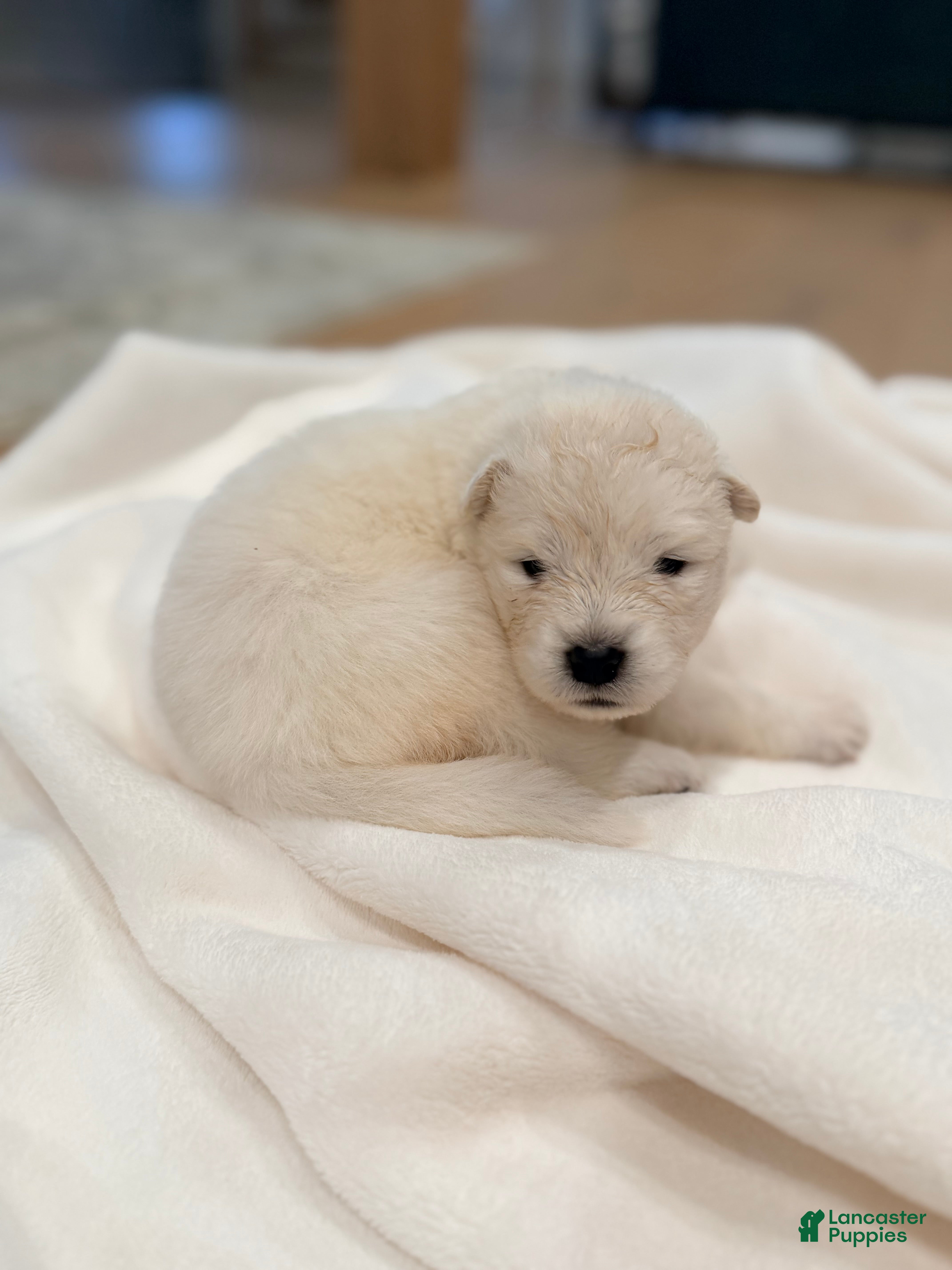 Samoyed dogs Lavender - Ad 1