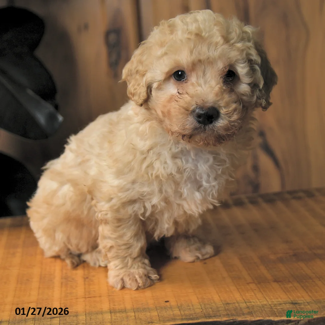 Miniature Poodle dogs for sale: Blubber - Ad 2