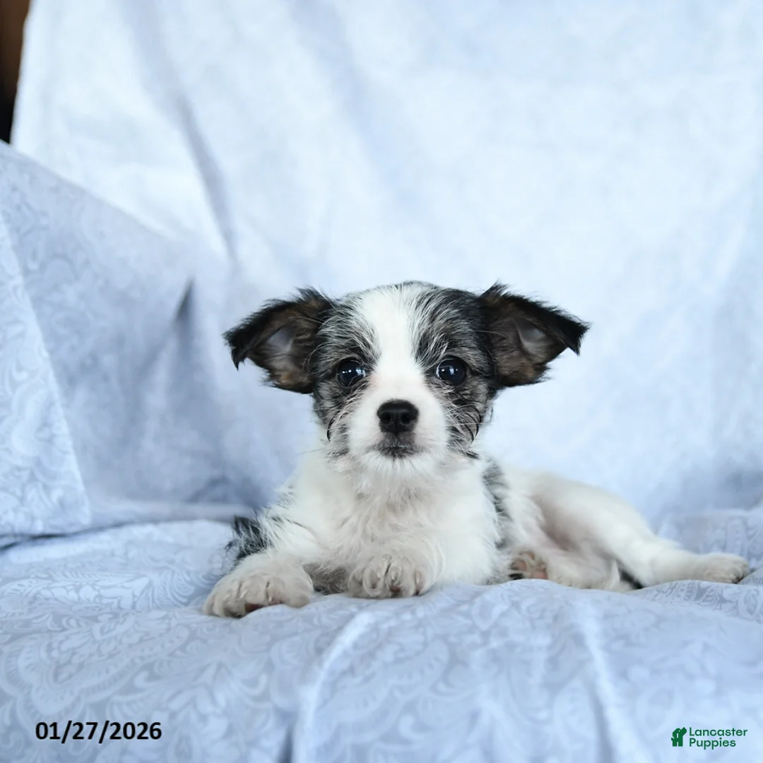 Mixed Breed dogs for sale: Milo - Ad 3