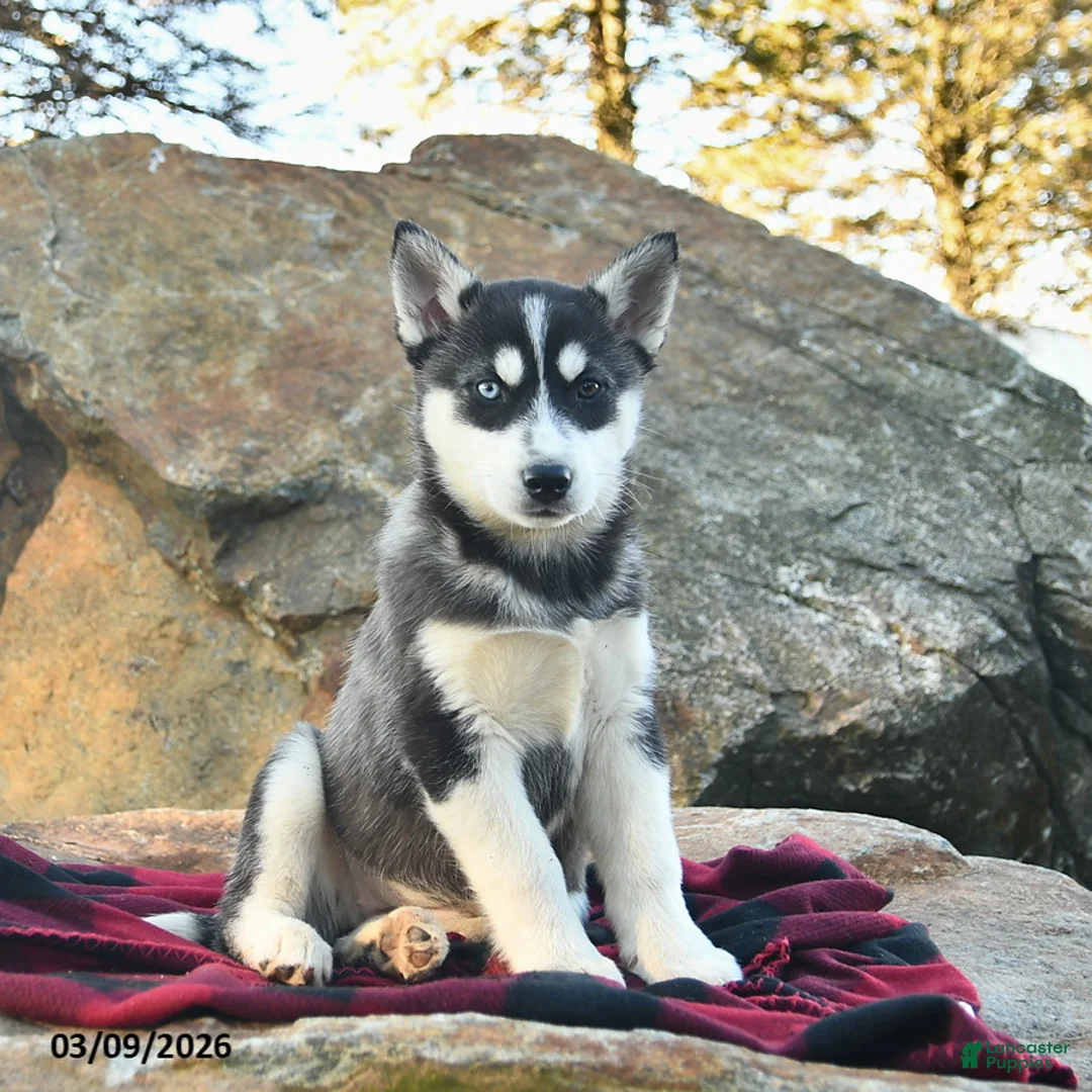 Gerberian Shepsky dogs for sale: Jewels  - Ad 2