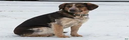 Mixed Breed dogs for sale: Buster  - Ad 4