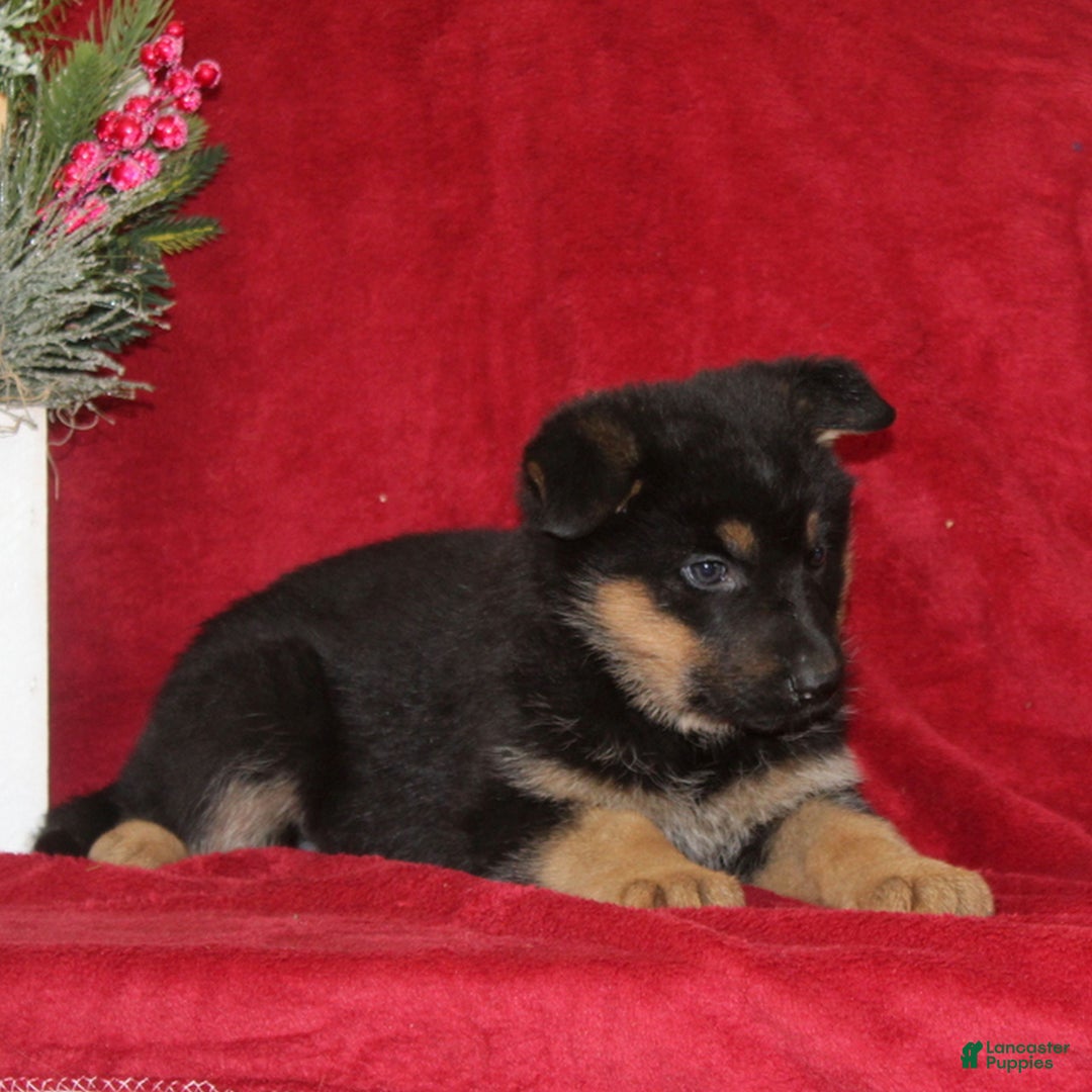 German Shepherd dogs for sale: Tessa  - Ad 2