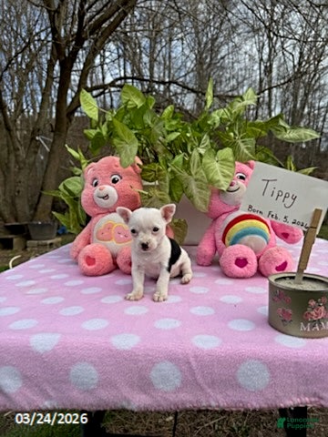 Chihuahua dogs Tippy - Ad 1