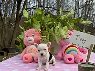 Chihuahua dogs for sale: Tippy - Ad 2