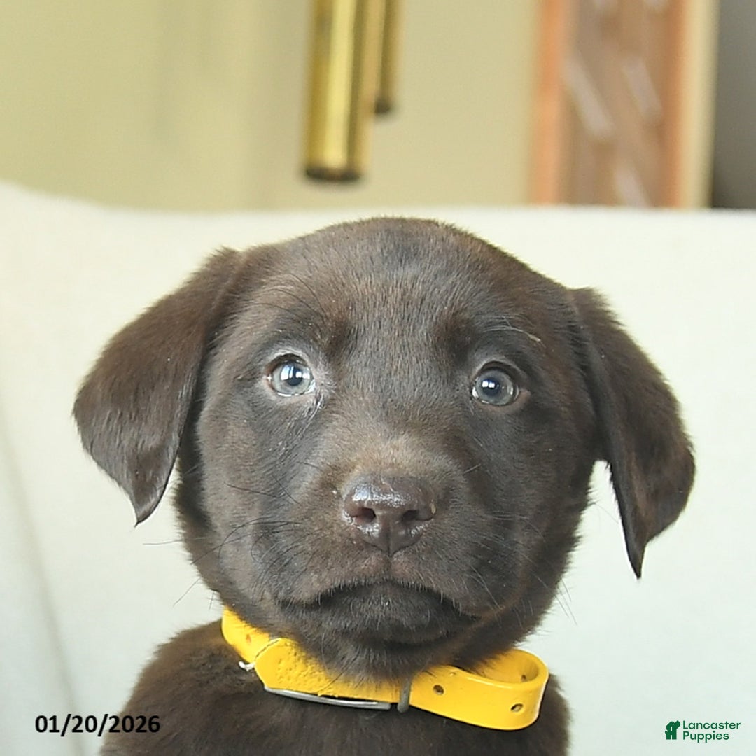 Labrador Retriever dogs for sale: Josiah  - Ad 5