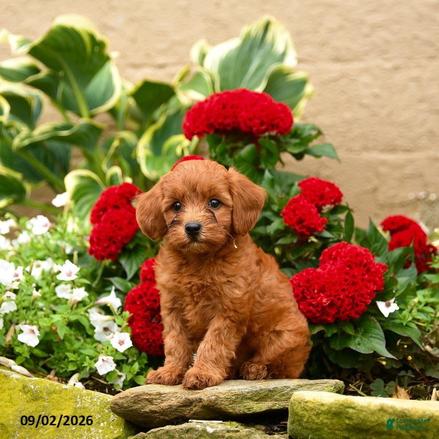 Miniature Poodle dogs Sashimi - Ad 2