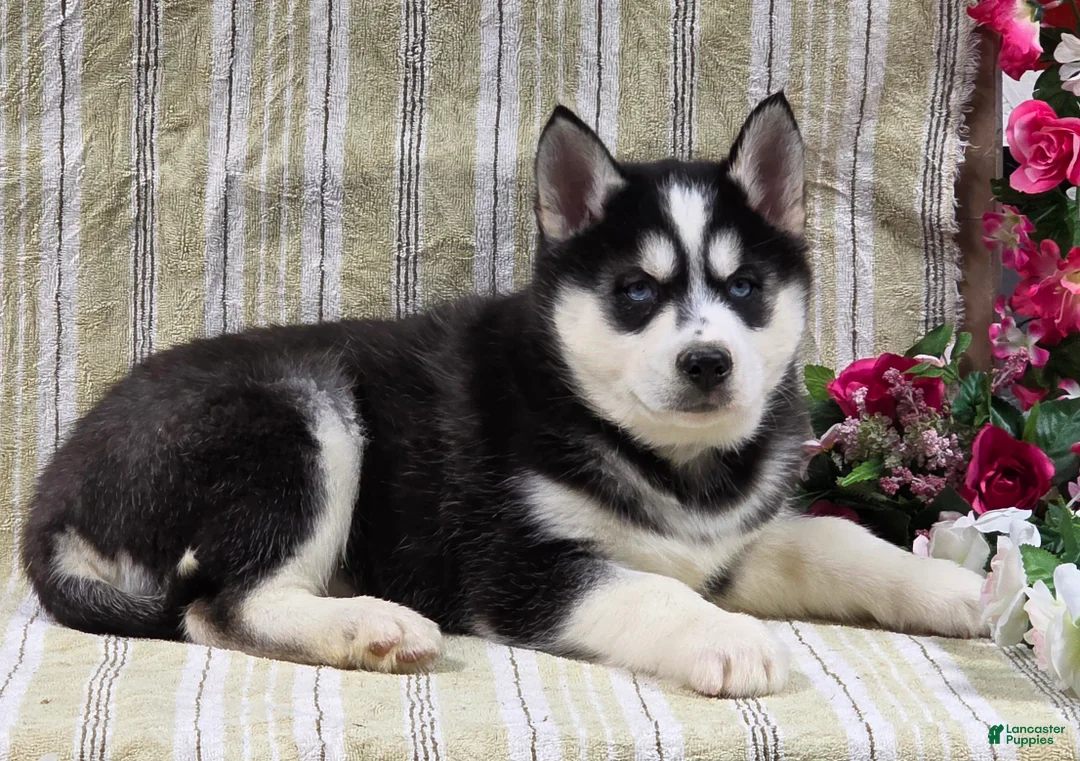Siberian Husky dogs for sale: Dillon - Ad 11