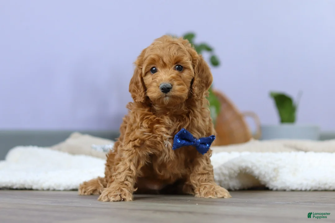 Cockapoo dogs for sale: Luca - Ad 6