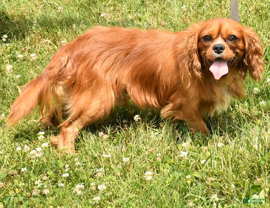Cavalier King Charles Spaniel dogs for sale: Buck - Ad 11