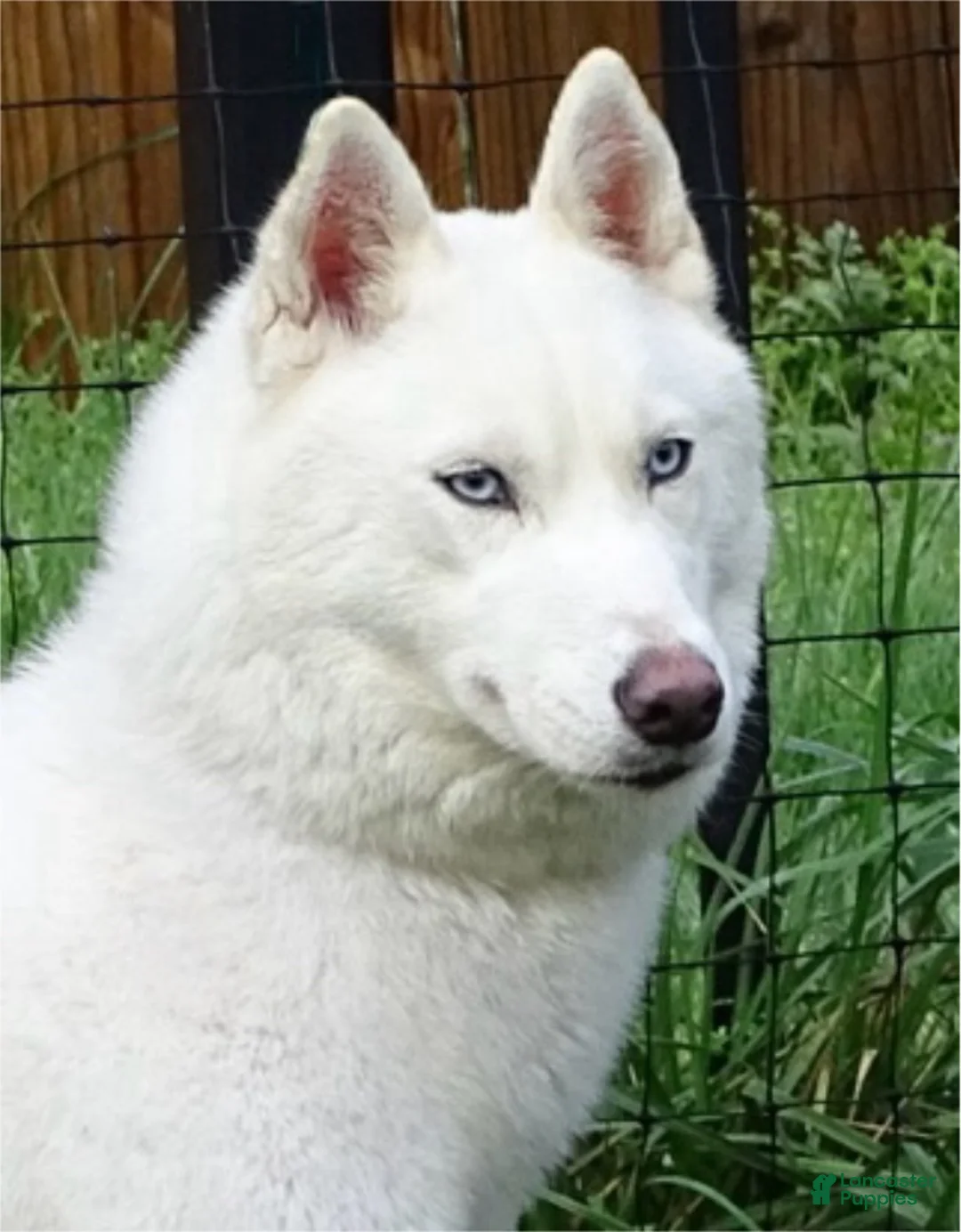 Siberian Husky dogs for sale: Egypt - Ad 4
