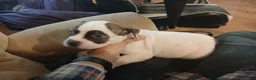 American Bulldog dogs for sale: Panda - Ad 2