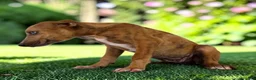 Catahoula Leopard Dog dogs for sale: Tigger 2026 Female 1 - Ad 2