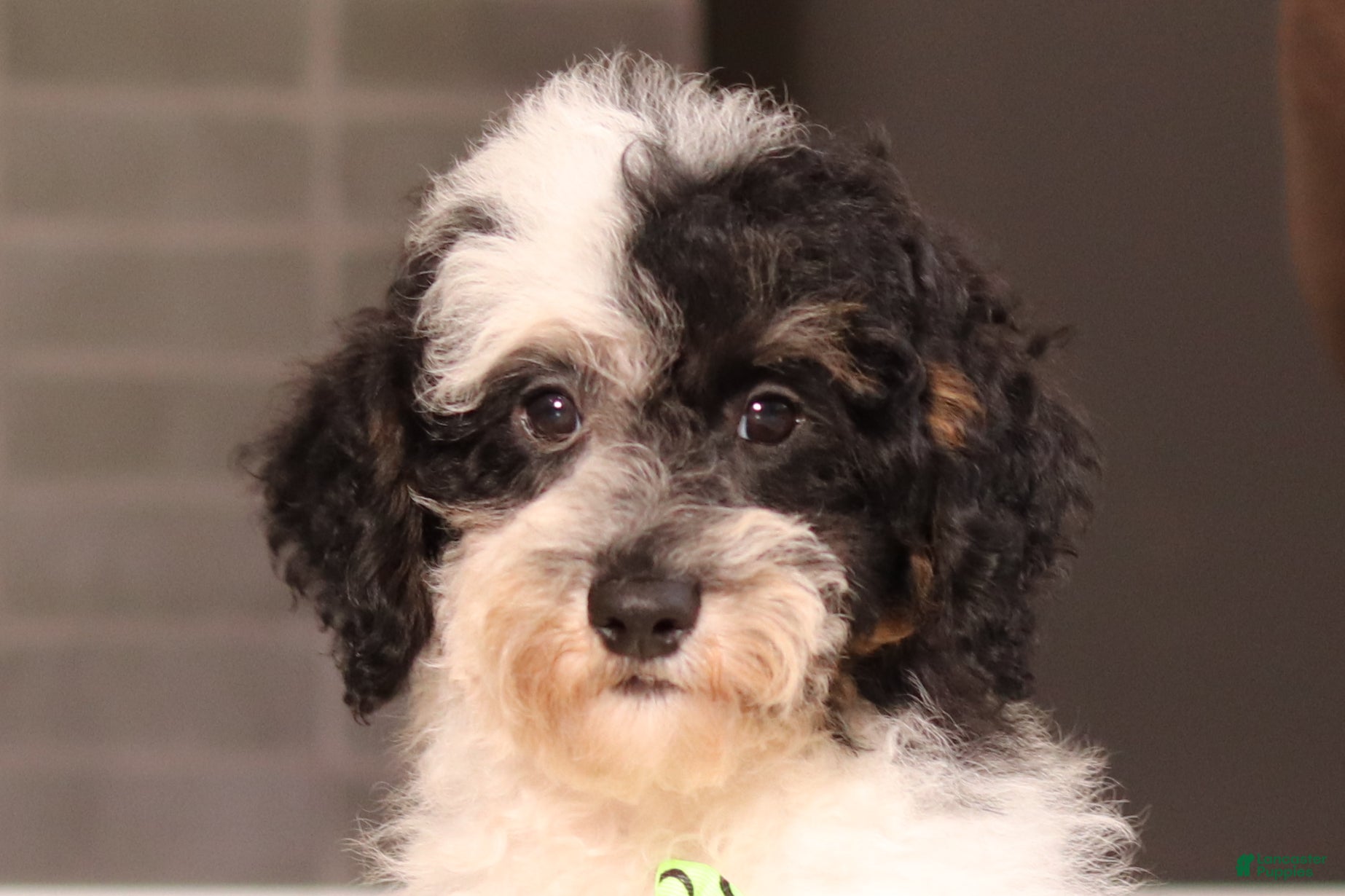 Miniature Poodle dogs Milo (AKC) - Ad 1