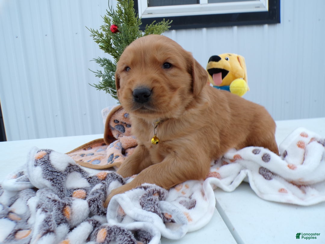 Golden Retriever dogs for sale: Golden Retriever Puppy 1 Buster - Ad 3