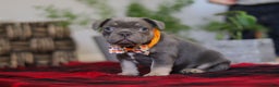 Frenchton dogs for sale: Archie - Ad 6