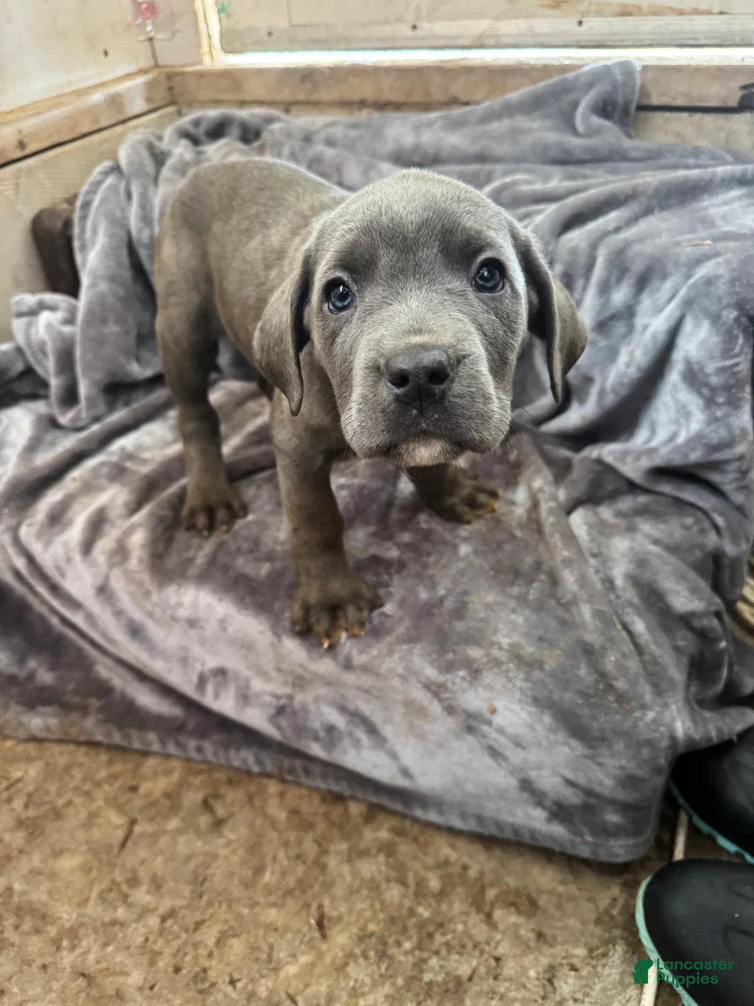 Cane Corso dogs for sale: Cookie  - Ad 2