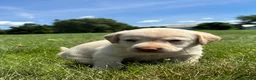 Labrador Retriever dogs for sale: Oakley - Ad 5