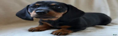 Charlie