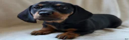 Miniature Dachshund dogs for sale: Charlie - Ad 1