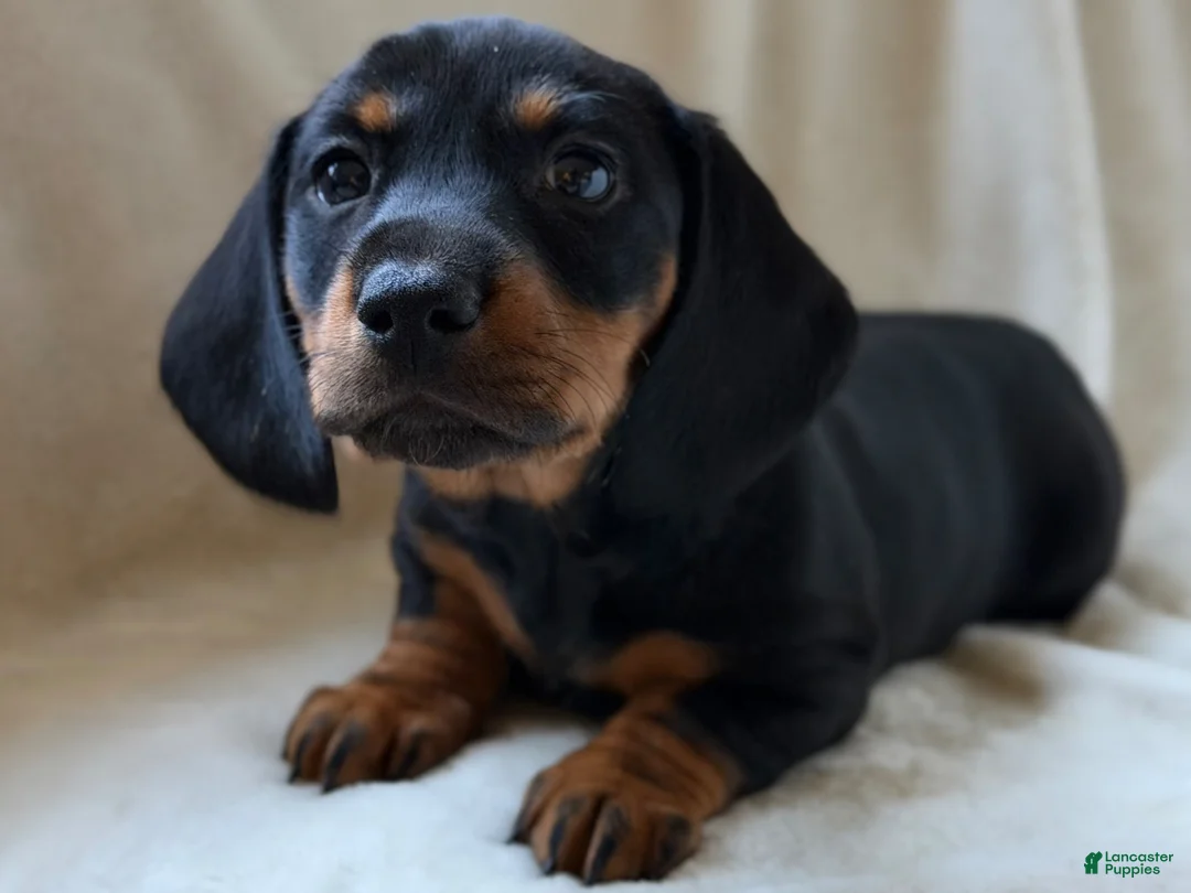 Miniature Dachshund dogs for sale: Charlie - Ad 1