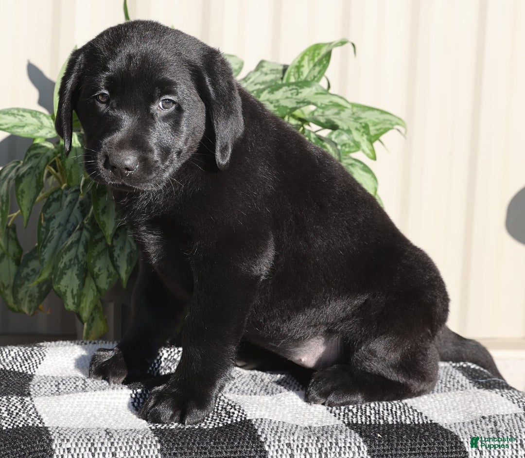 Labrador Retriever dogs for sale: Jingles - Ad 8