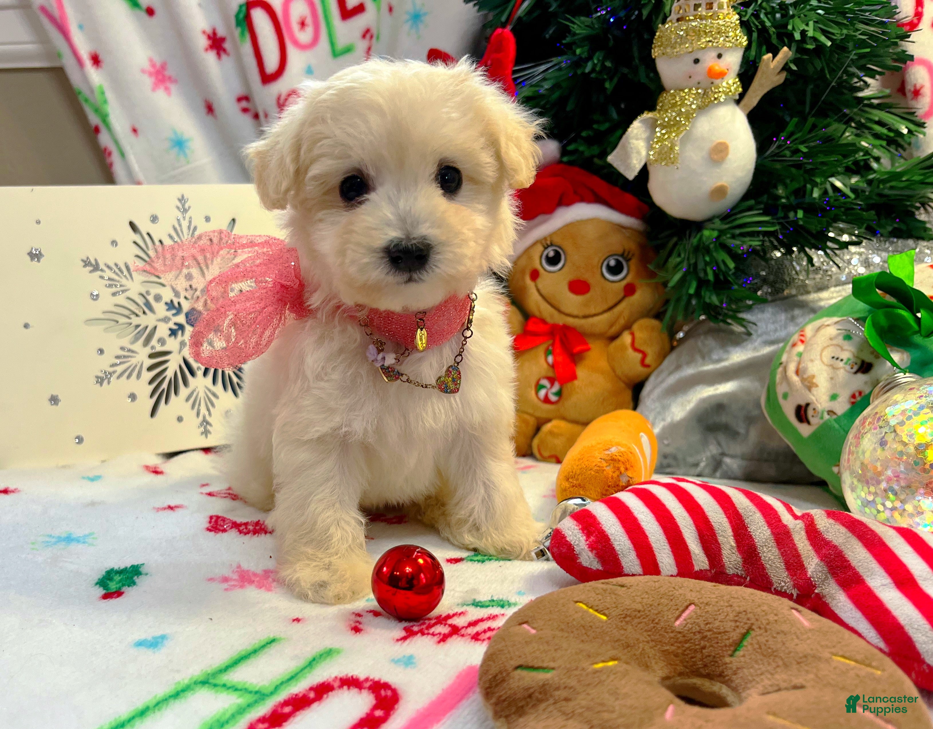 Maltipoo dogs Aurora  - Ad 2
