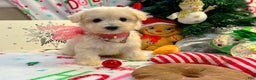 Maltipoo dogs for sale: Aurora  - Ad 1