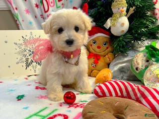 Maltipoo dogs Aurora - Ad 2
