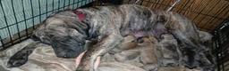 Presa Canario dogs for sale: Presa Canario Puppy 1 - Ad 2