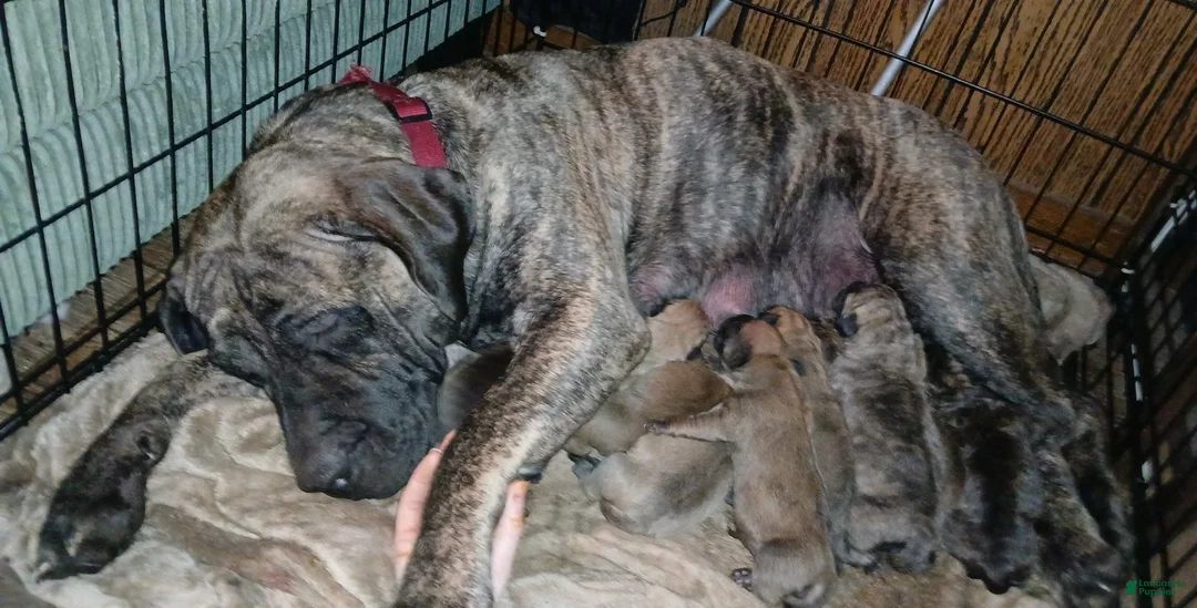 Presa Canario dogs for sale: Presa Canario Puppy 1 - Ad 2