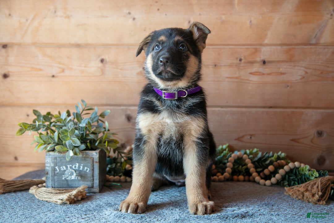 German Shepherd dogs for sale: Symphony - Ad 1
