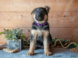 German Shepherd dogs Symphony - Ad 12