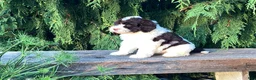 Portuguese Water Dog dogs for sale: Lincoln - Ad 7